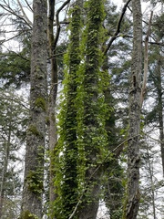 Hedera helix