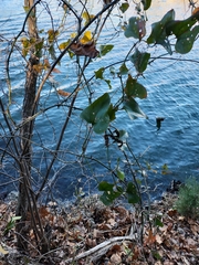 Smilax bona-nox