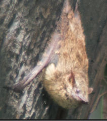 Rhynchonycteris naso