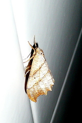 Falcaria lacertinaria