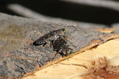 Chrysobothris octocola