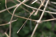 Lestes alacer
