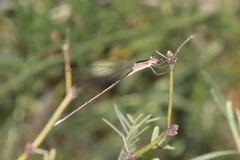 Lestes alacer
