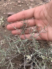 Eriogonum microtheca simpsonii