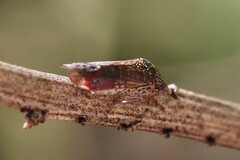 Homalodisca liturata