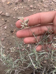 Eriogonum microtheca simpsonii