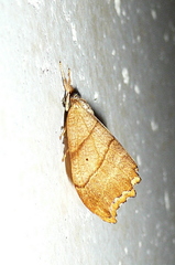 Falcaria lacertinaria