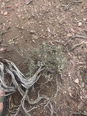 Eriogonum microtheca simpsonii