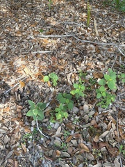 Parietaria floridana