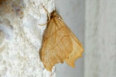 Falcaria lacertinaria