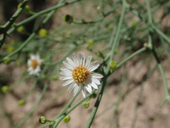Chloracantha spinosa