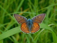 Lycaena alciphron
