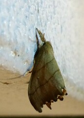 Falcaria lacertinaria