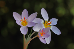 Crocus adanensis
