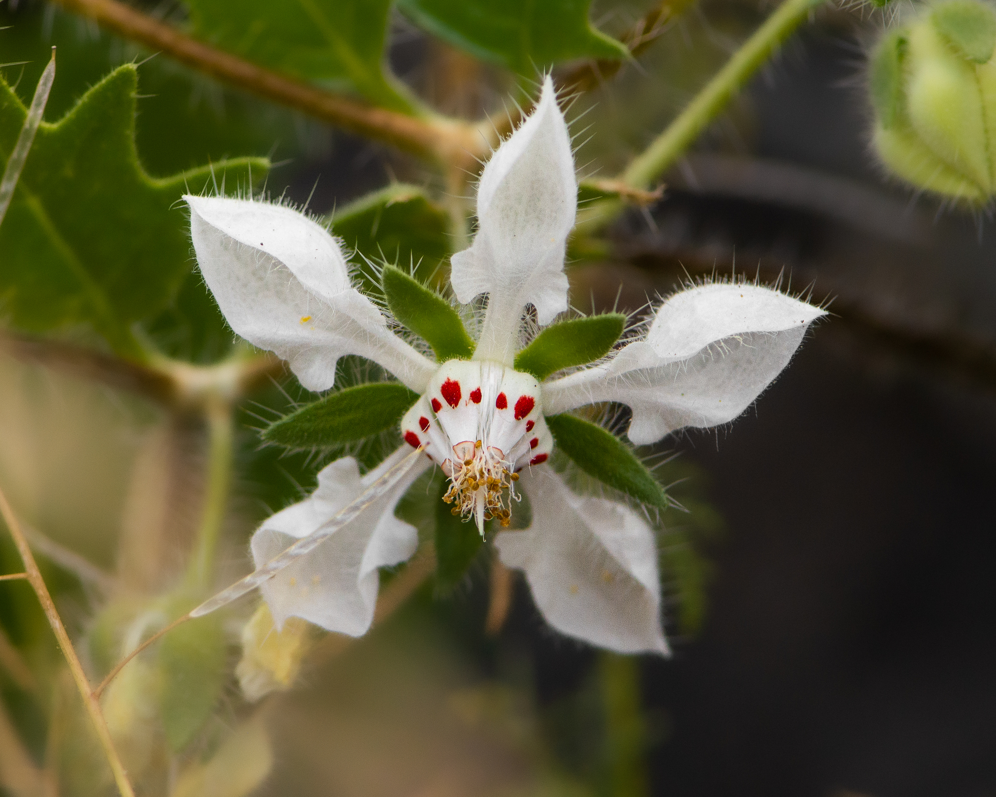 Loasa arnottiana