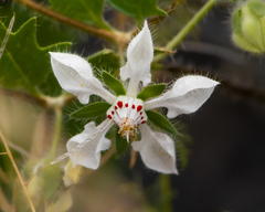 Loasa arnottiana
