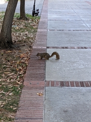 Sciurus niger