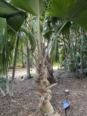 Pritchardia pacifica