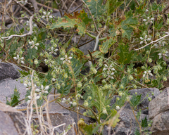 Loasa arnottiana