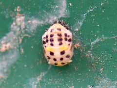 Coccinellinae