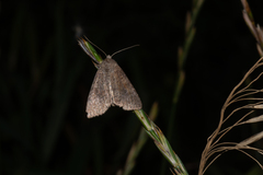 Parastichtis suspecta