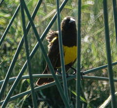 Pseudoleistes virescens