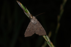 Parastichtis suspecta