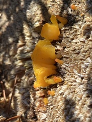 Dacrymyces chrysospermus