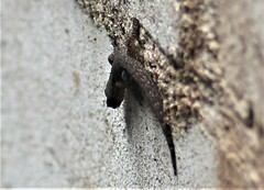 Afrogecko porphyreus