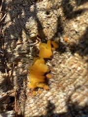 Dacrymyces chrysospermus