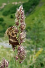 Malacosoma alpicolum