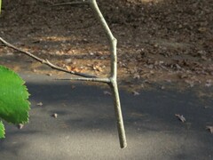 Crataegus pruinosa virella