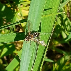 Toxomerus vertebratus