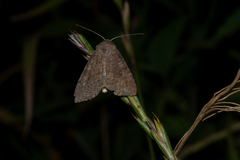 Parastichtis suspecta