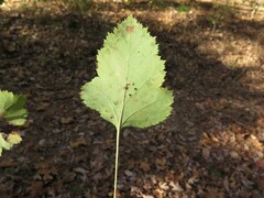Crataegus pruinosa virella