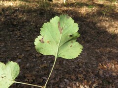 Crataegus pruinosa virella