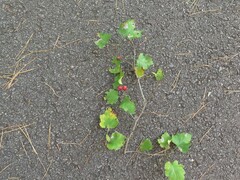 Crataegus pruinosa virella