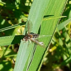 Toxomerus vertebratus