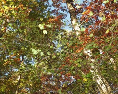 Crataegus pruinosa virella