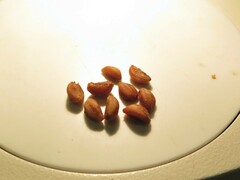 Crataegus pruinosa virella