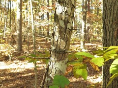 Crataegus pruinosa virella