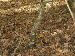 Crataegus pruinosa virella