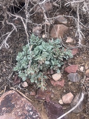 Penstemon thompsoniae