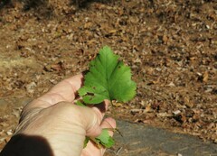 Crataegus pruinosa virella