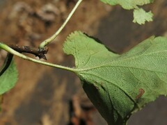 Crataegus pruinosa virella