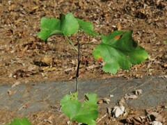Crataegus pruinosa virella