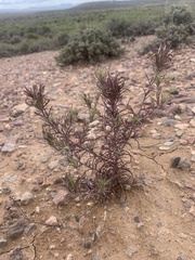 Cordylanthus kingii helleri