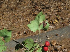 Crataegus pruinosa virella