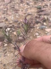 Cordylanthus kingii helleri