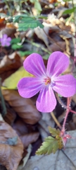 Geranium robertianum